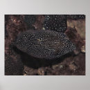 Suche nach kometen poster Fotografie