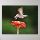 Recherche de de colibri art Fleur