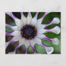 Suche nach osteospermum poster Foto