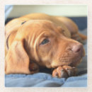 Recherche de pattes chiot de dessous de verres Animal