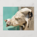 Recherche de petit chat blanc cartes postales Animal