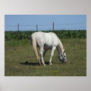 Suche nach hübsches pferd poster Natur
