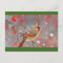 Suche nach wintervögel postkarten Kardinal