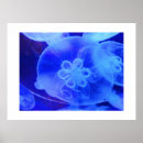 Suche nach quallen poster Tiere