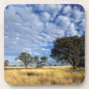 Suche nach kalahari untersetzer Farbbild