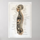 Suche nach vintage anatomie poster Anatomisch
