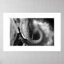 Suche nach nature photography poster Animal