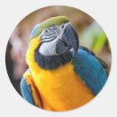 Suche nach blauer papagei aufkleber Gold