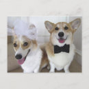 Suche nach corgis postkarten Waliser