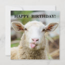 Suche nach weißer schäfer karten Weiße schafe