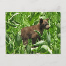 Recherche de ourson cartes postales Pour tous