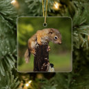 Suche nach niedliches eichhörnchen ornamente Waldtier