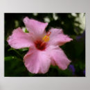Suche nach tropische malerei poster Hibiskus