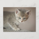 Recherche de chatons t cartes postales Félin