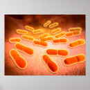 Suche nach die bakteriologie poster Biologie