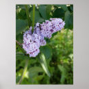 Suche nach vorhang poster Sonne
