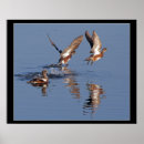 Recherche de caneton posters Oiseaux