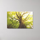 Recherche de bel arbre art Nature