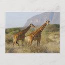 Suche nach giraffen postkarten Kenya