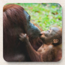 Suche nach orang utan untersetzer Regenwald