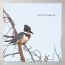 Suche nach eisvogel poster Wildtiere
