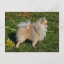 Suche nach zwergspitz poster Loulou