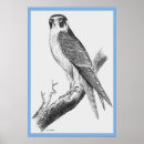 Suche nach john gould poster Natur
