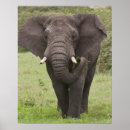 Suche nach ngorongoro krater poster Natur