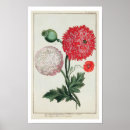 Suche nach papaver poster Pre 19th