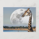Suche nach etosha postkarten Natur