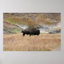 Suche nach bison poster Nature