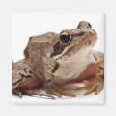 Recherche de reptile magnets Faune