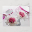Recherche de fleur chrysanthème cartes postales Vie