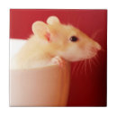 Recherche de jeune animal carreaux Photographie