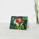 Suche nach rote gänseblümchen karten Blumen