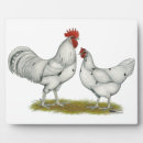 Suche nach henne fotoplatten Huhn