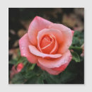 Suche nach botanischer druck karten Rose