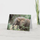 Suche nach afrikanischer elefant karten Fotografie
