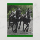 Recherche de cheval belge cartes postales Percheron