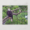 Recherche de aigle chauve cartes postales Oiseau de proie