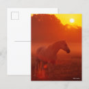 Recherche de gray cartes postales Cheval
