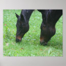 Recherche de visage de cheval posters Équin