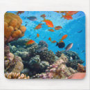 Recherche de poisson tapis souris Orange