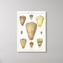 Suche nach muscheln leinwandbilder Denis diderot