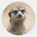 Suche nach meerkat aufkleber Zoo