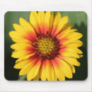 Suche nach orange gerbera mousepads Gänseblümchen