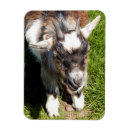 Recherche de chèques magnets Mignon