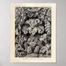Suche nach kunstformen poster Haeckel