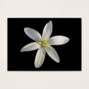 Recherche de étoile de bethlehem Fleurs