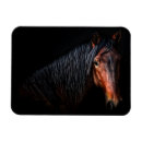 Recherche de de cheval magnets Animaux